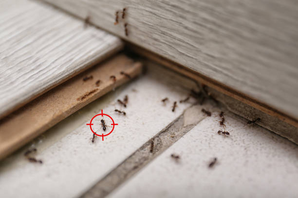 Best Exterminator Services  in North Eagle Butte, SD